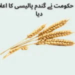 punjab government announces wheat policy
