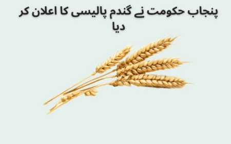 punjab government announces wheat policy